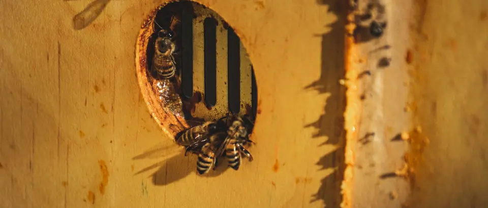 Honey bees clustered at a small round entrance hole in a yellow-painted board