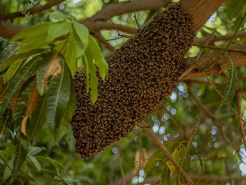 A swarm of honey bees hanging in a dense cluster from a tree branch among green leaves