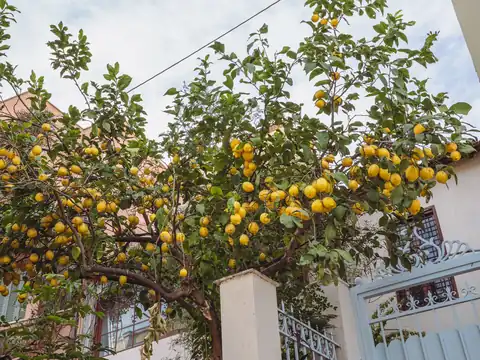 A lemon tree heavy with ripe yellow fruit beside a white garden wall and gate, with pink stucco houses behind it
