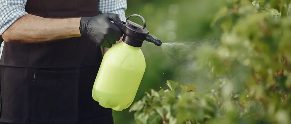 A gloved hand holding a green pump sprayer and misting the leaves of a shrub