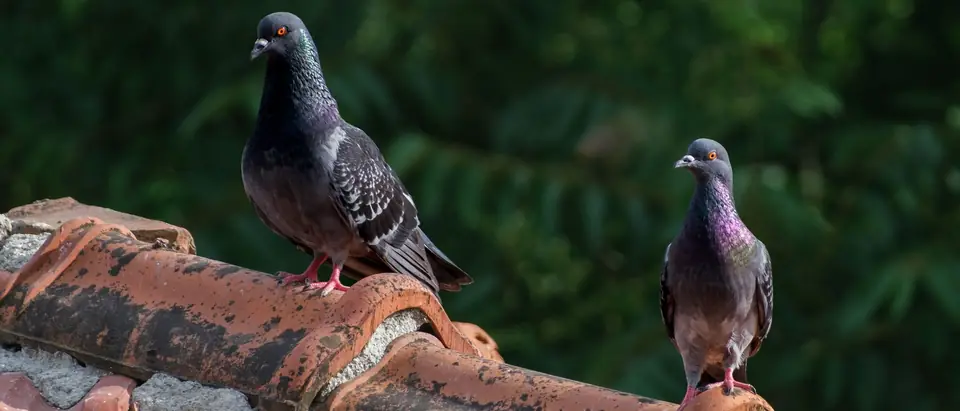 Two gray pigeons standing on the ridge of a clay tile roof