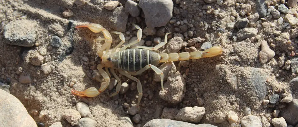 A pale tan scorpion with a darker banded back on sandy gravel among small stones, seen from above